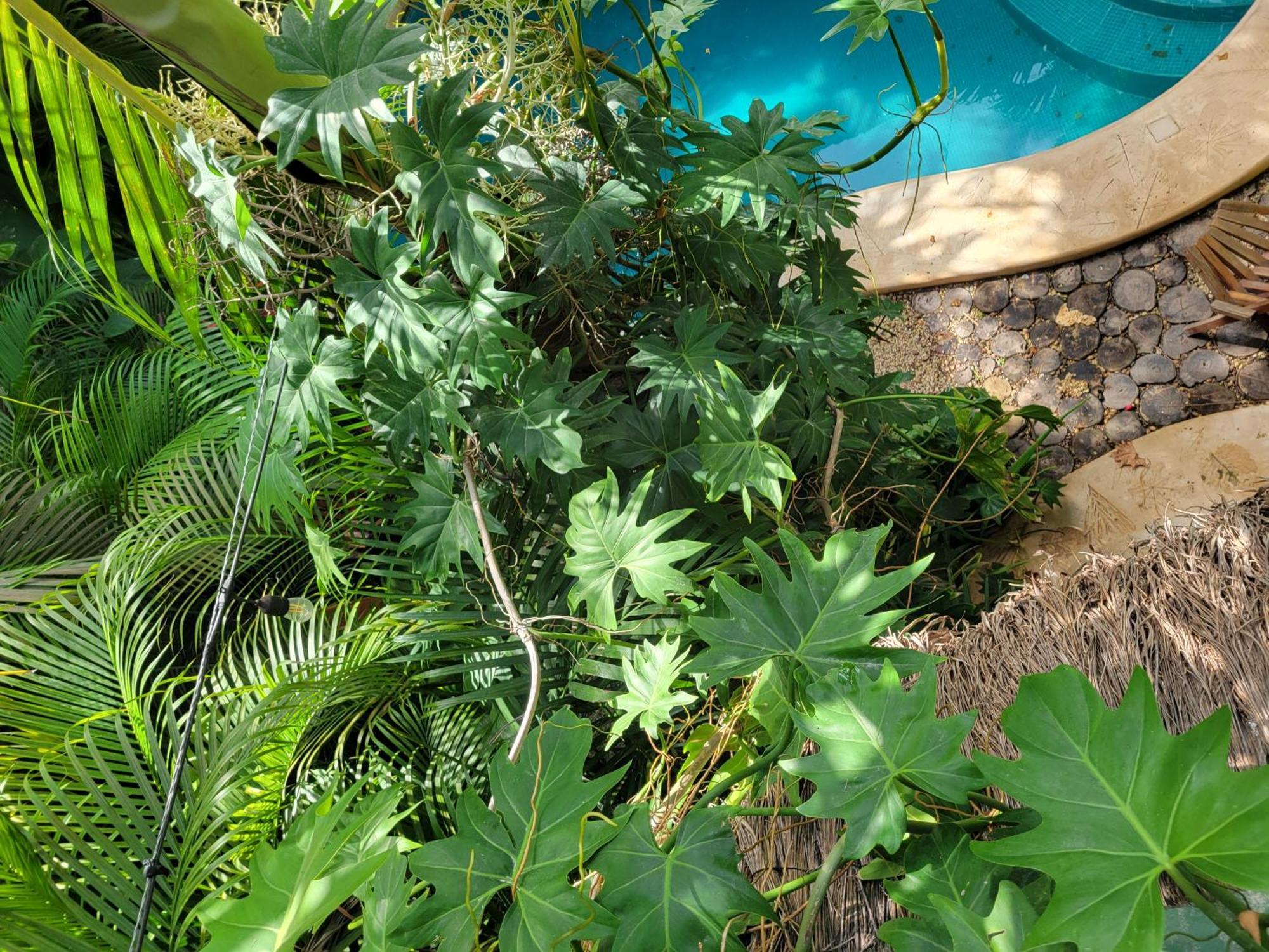 The Secret Garden Tulum Appartement Buitenkant foto